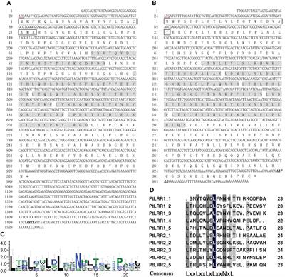 Two LRR-Only Proteins Involved in Antibacterial Defense and Prophenoloxidase System of Swimming Crab Portunus trituberculatus